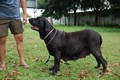 Matriz - Fila Brasileiro Preto - Canil Singular - Angola